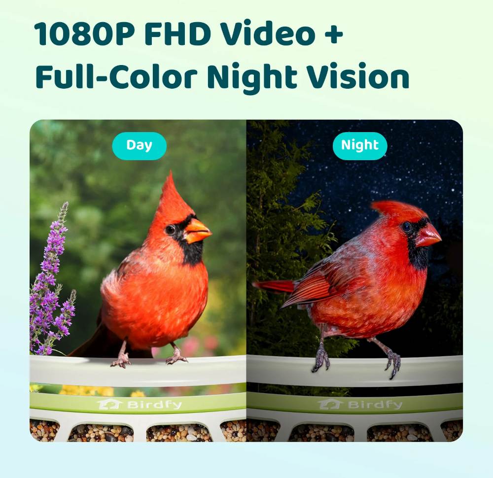 Video in vollfarbiger Nachtaufnahme im Birdfy Metal Feeder
