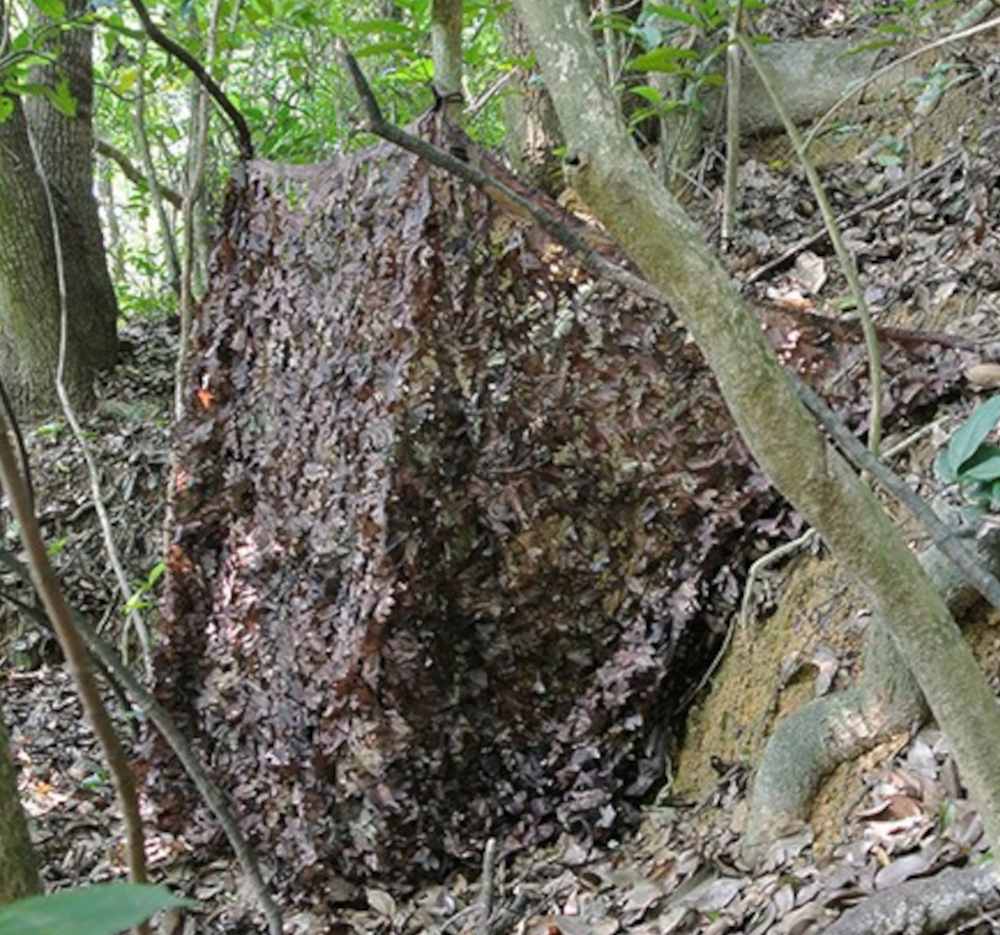 Tragopan - Herbst / Unterholz 3x3 Meter