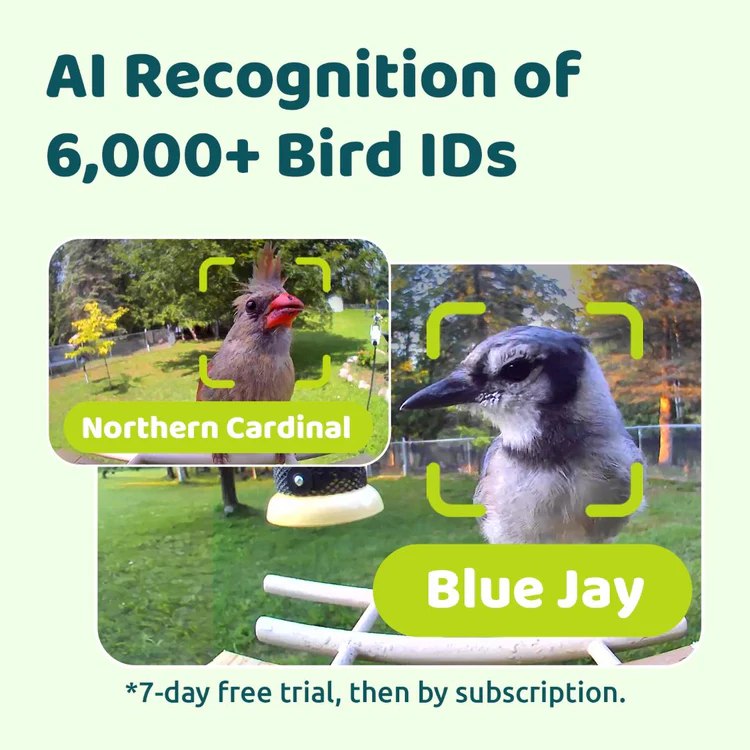 AI Artenerkennung Ebony Futterstation