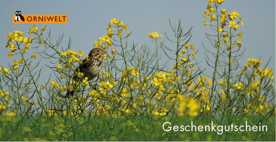 ORNIWELT Geschenkgutscheine Grauammer