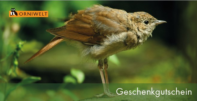 ORNIWELT Geschenkgutscheine Nachtigall