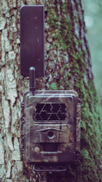 Baumstativ-in-Anwendung Seissiger Baumstativ, am Baum befestigt, in Anwendung mit einer Wildkamera