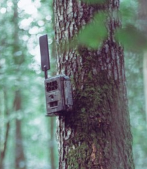 Baumstativ-in-Gebrauch-mit-Kamera Seissiger Baumstativ in Anwendung mit einer Wildkamera