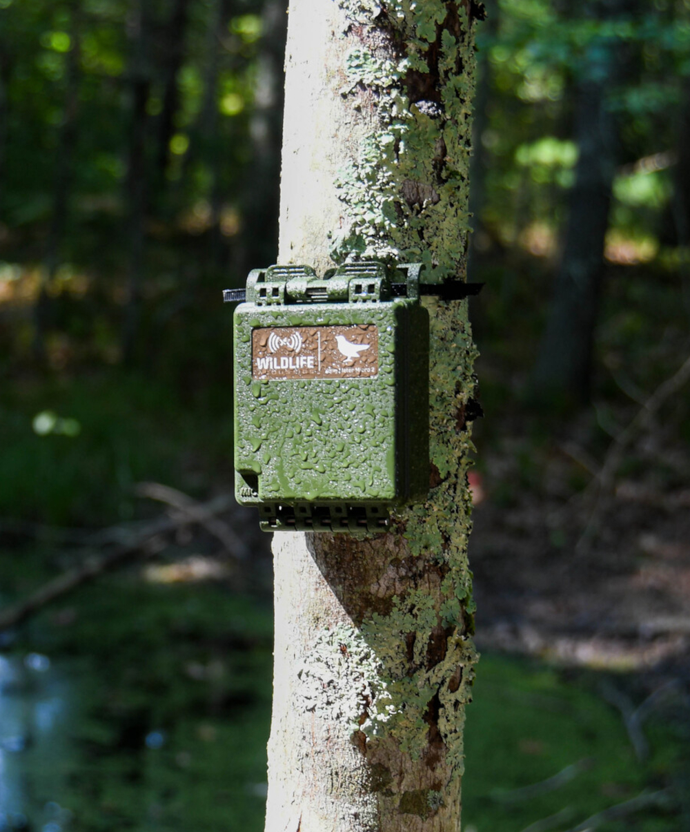 Wildlife Acoustics  Song Meter Micro 2 in Anwendung