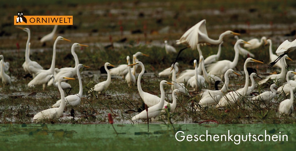 ORNIWELT Geschenkgutscheine Reiher