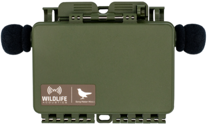 Song Meter Mini 2, mit Ersatz-Windschutz Mikrophonen in Anwendung, Wildlife Acoustics