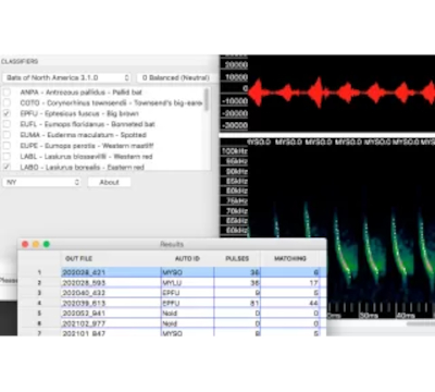 Fledermaus-Auto-ID Wildlife Acoustics, Kaleidoskope Analysesoftware, Fledermaus-Auto-ID