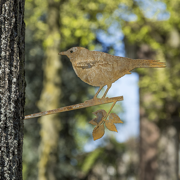 Amsel, Turdus merula aus Cortenstahl