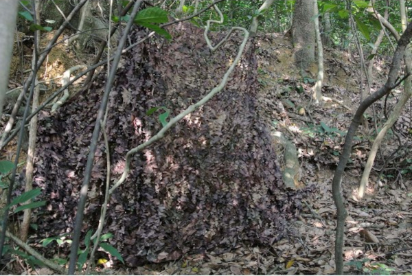 Tragopan - Tarnnetz Herbst 1,5 x 5 m Tragopan - Tarnnetz Herbst 1,5 x 5 m