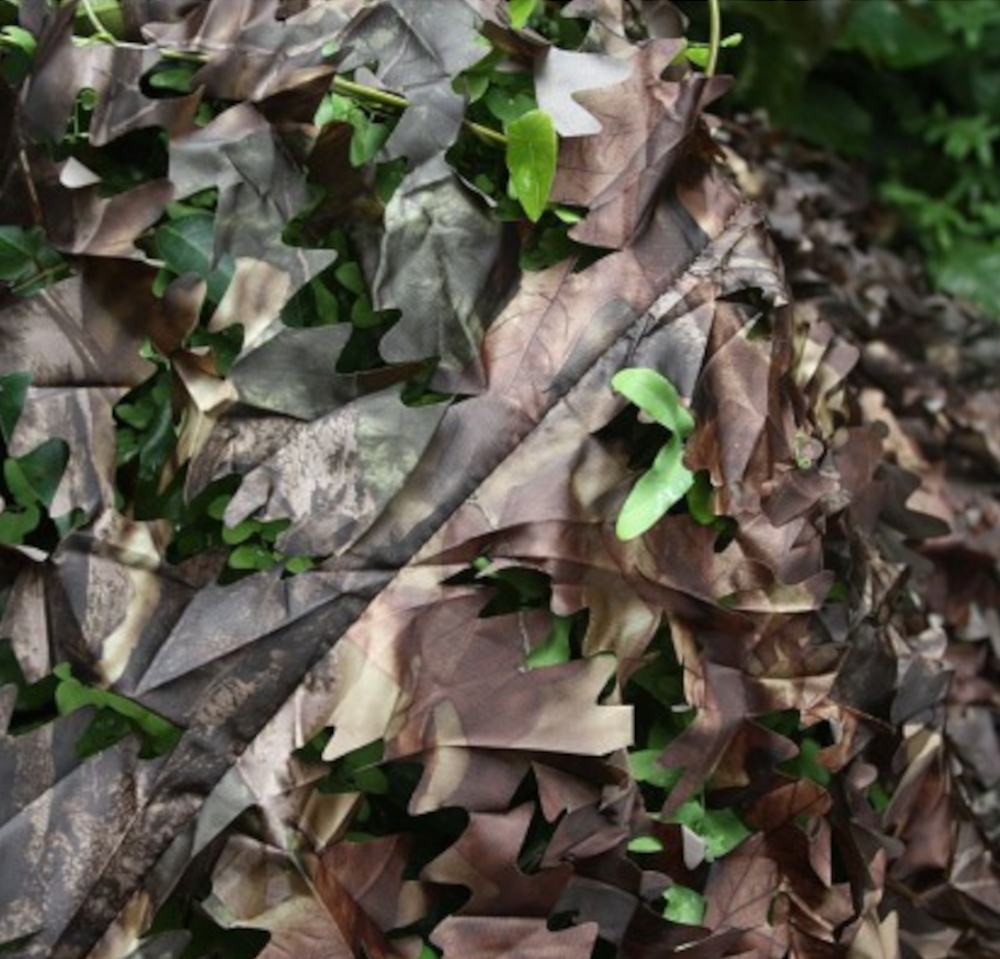 Tragopan Herbst/ Unterholz - Nahaufnahme