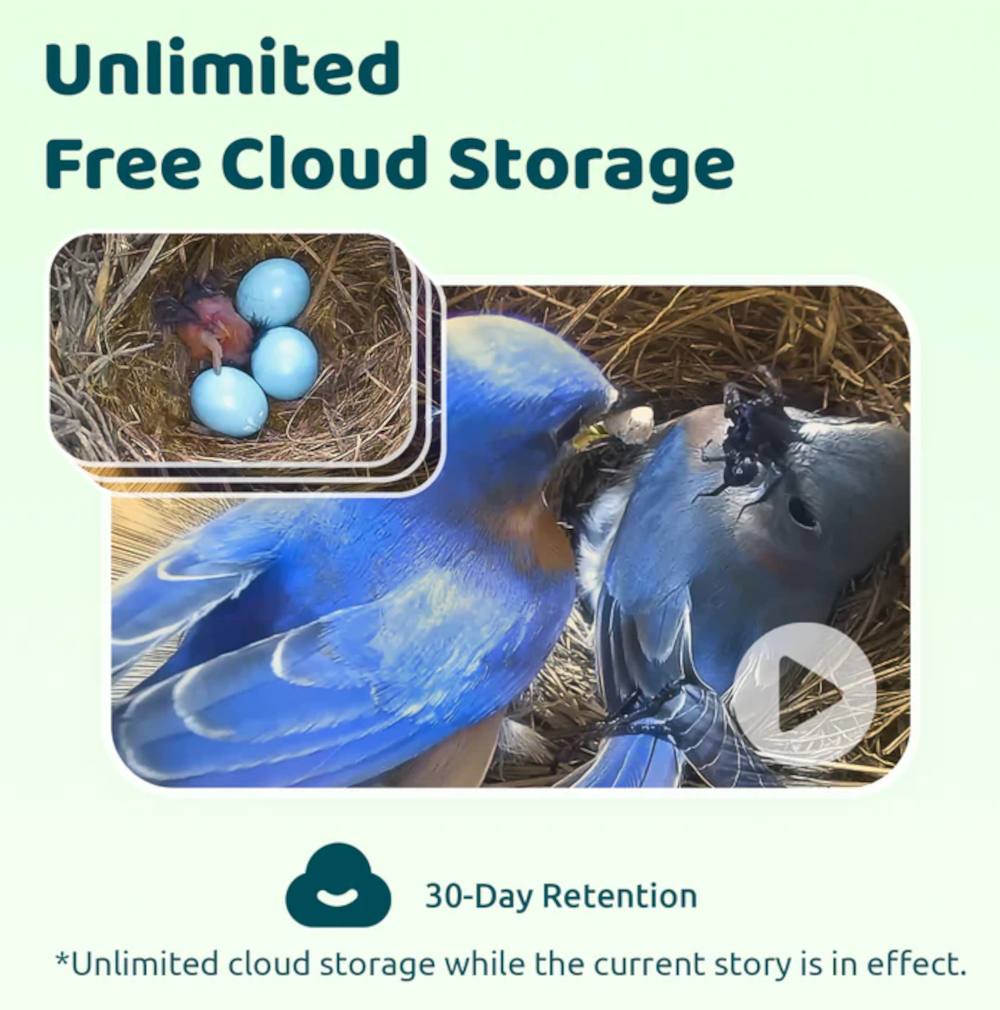 Nestbox Polygon mit unlimitiertem Cloud-Speicher