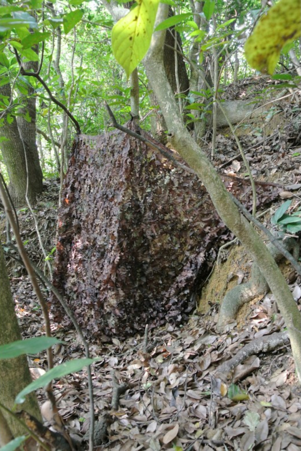 Tragopan, Tarnnetz in Anwendung, 2-farbig