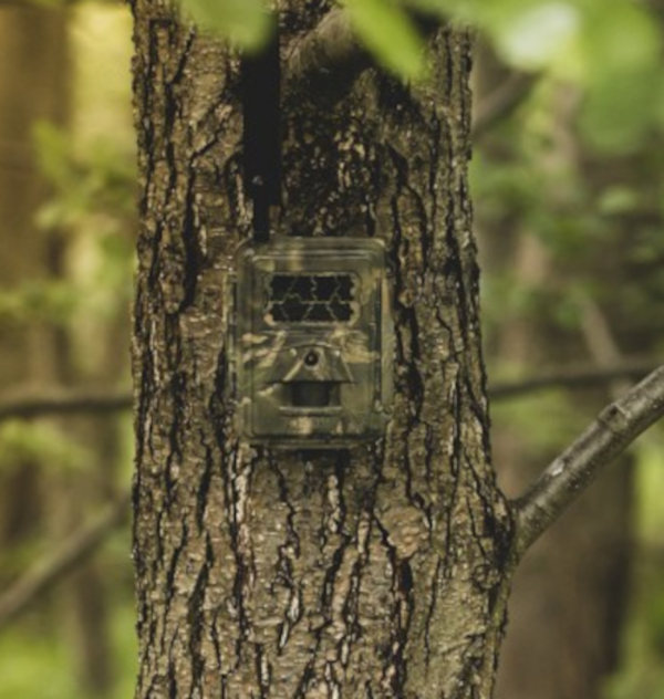 Seissiger Special-Cam LTE, SUPERSIM-Edition am Baum